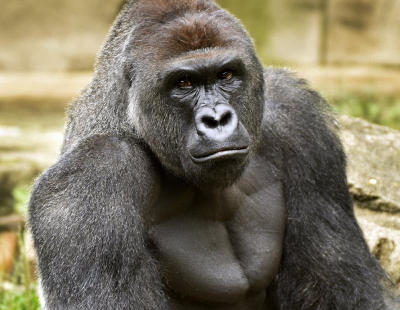 Harambe photo