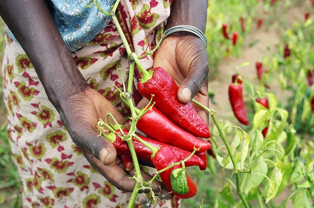 Feed the Future USAID