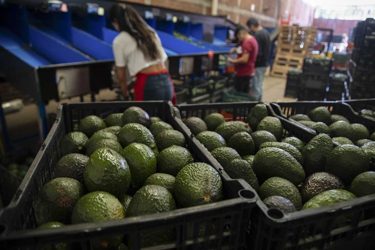 Avocadoes at a packing plant in Mexico in 2024