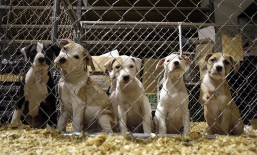 Pit bull puppies