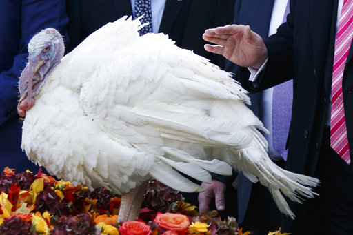 turkey pardon photo