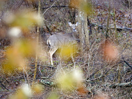 Deer hunting