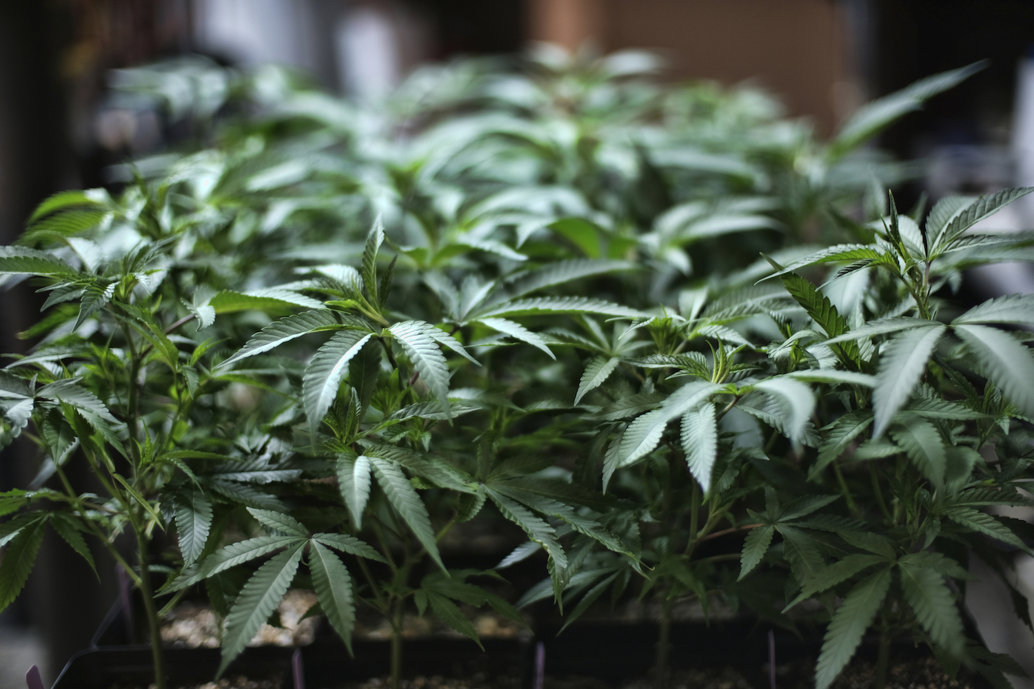 Marijuana grow
