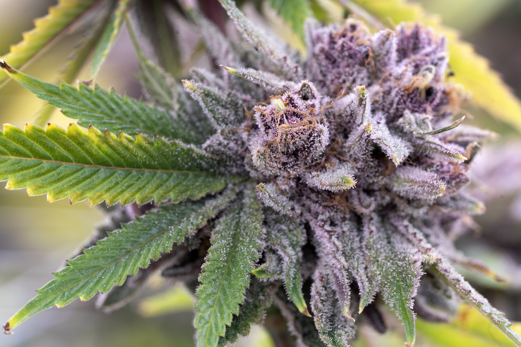 Marijuana plant