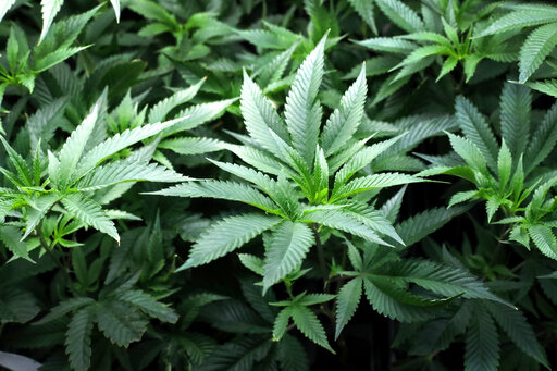 Marijuana plant