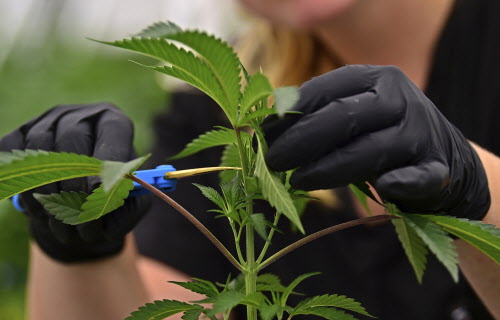 Pot plant cutting