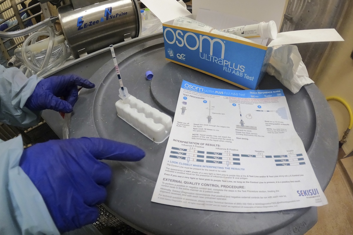 Agriculture Department researcher tests cow milk inoculated against bird flu, July 29, 2024