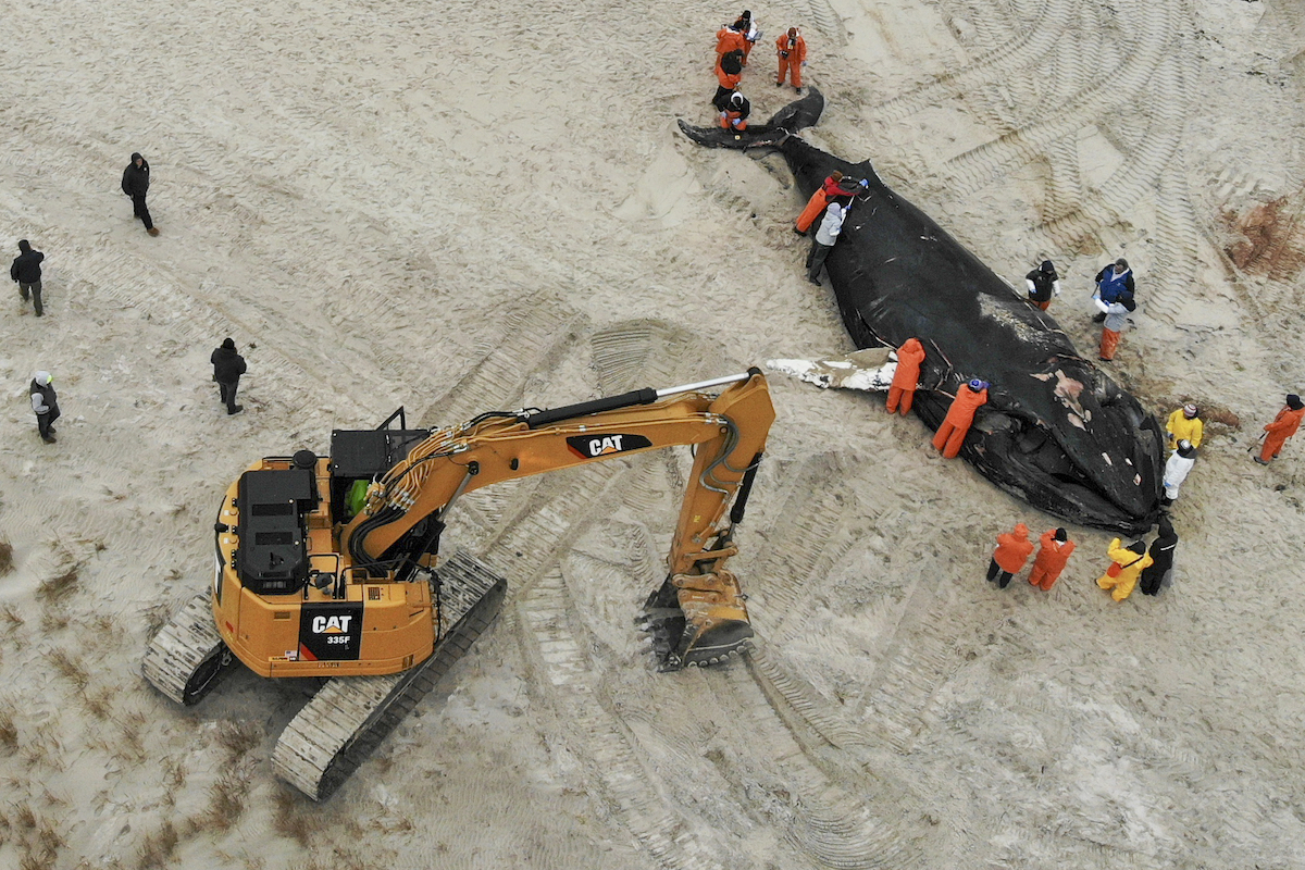 Beached whale NY 013123 AP