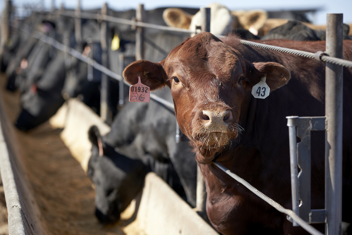 Cattle feedlot 061020 AP