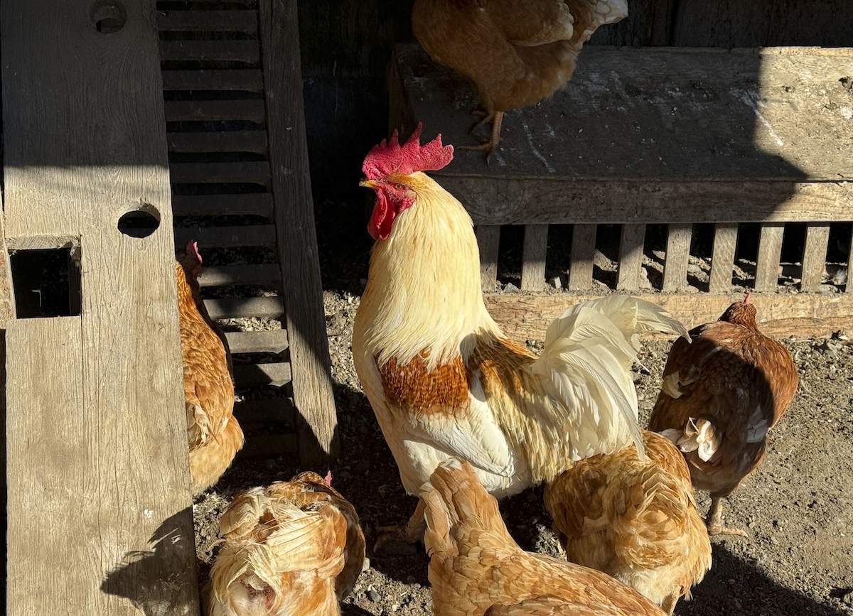 Chickens on California farm bird flu outbreak 01-11-2024