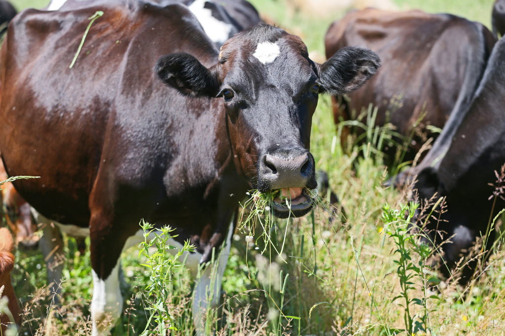 Dairy cows