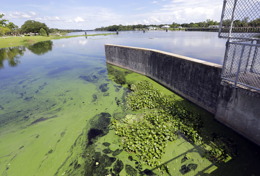 Florida algae Alva