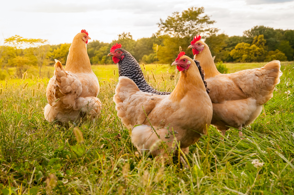 Chickens stock image