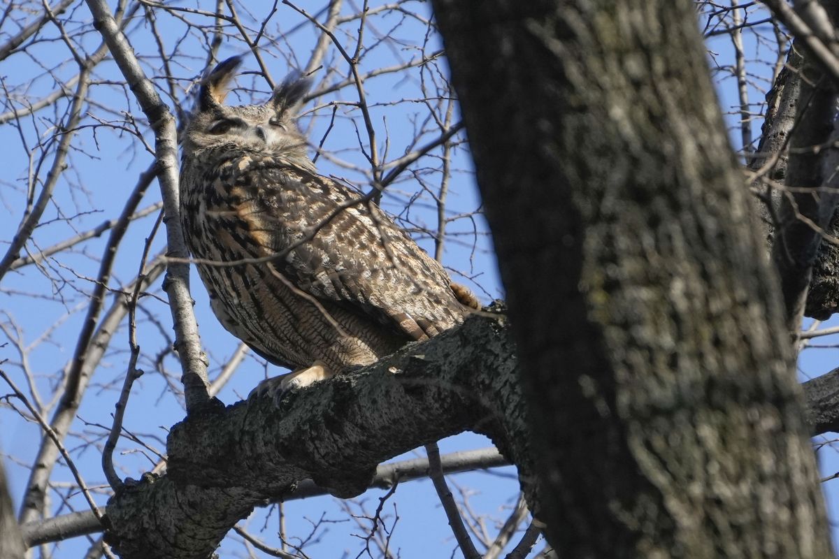 Image accompanying “Nearly a quarter million birds in New York City, and more than one billion across the country, die each year from collisions with buildings.”