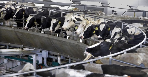 Many cows
