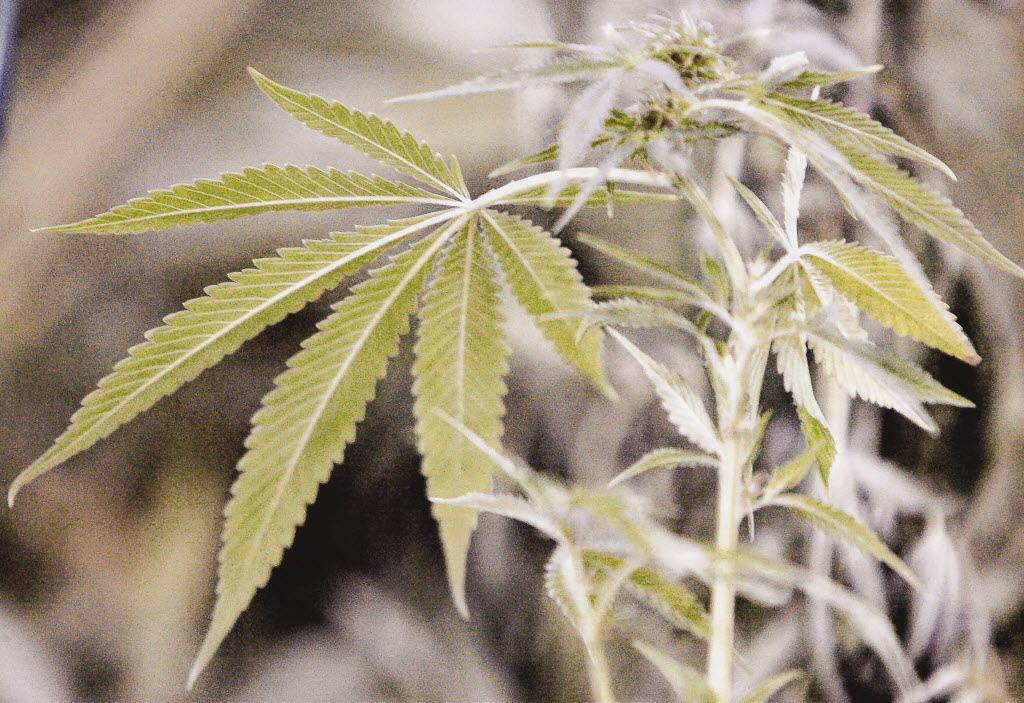 Marijuana plant