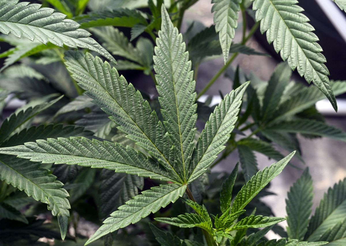 Marijuana plant in Washington County, New York, 5-12-2023