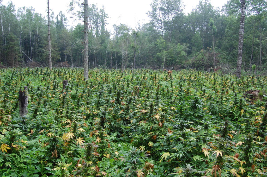 Marijuana plants