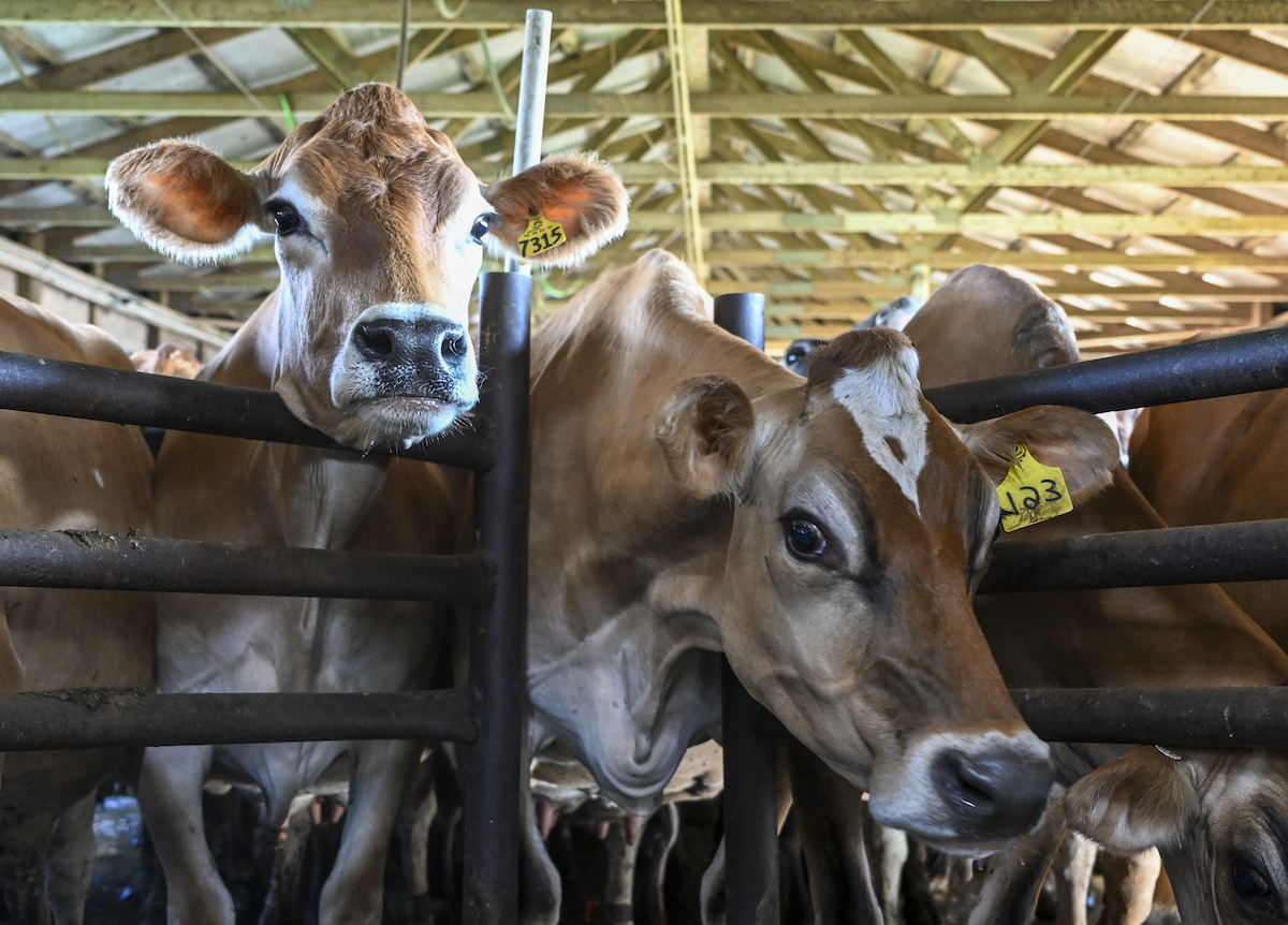 NY dairy cows 9.14.22
