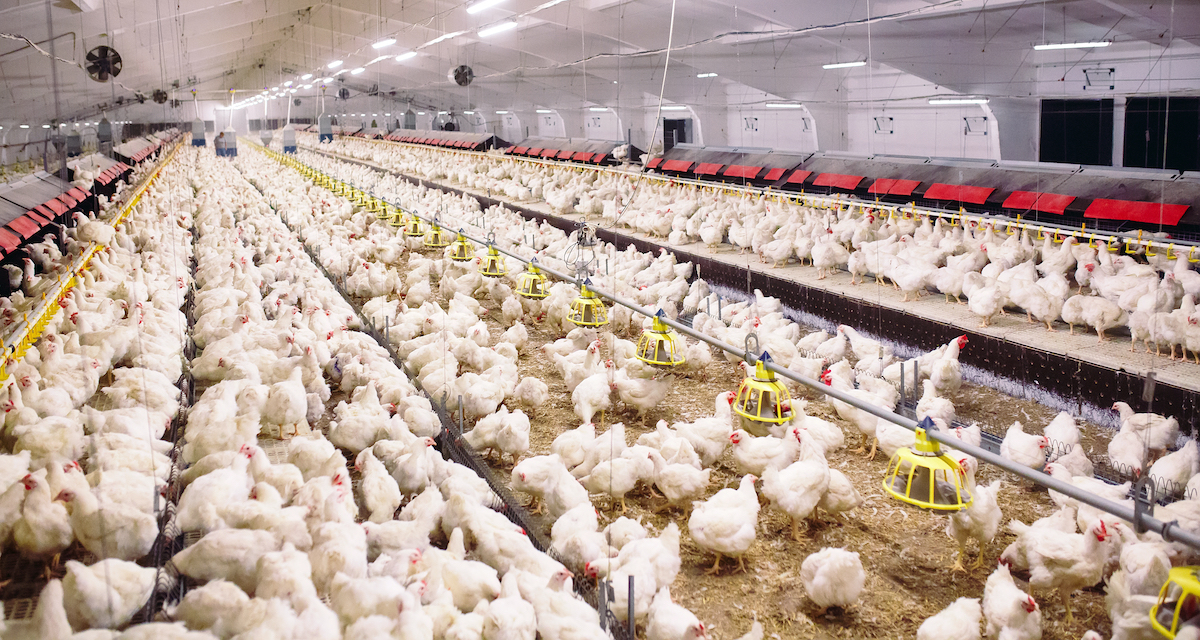 Poultry plant image from shutterstock