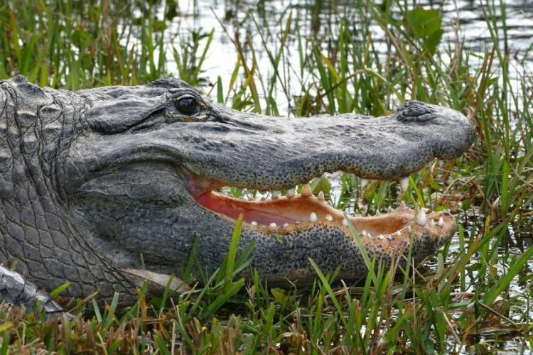 Alligator
