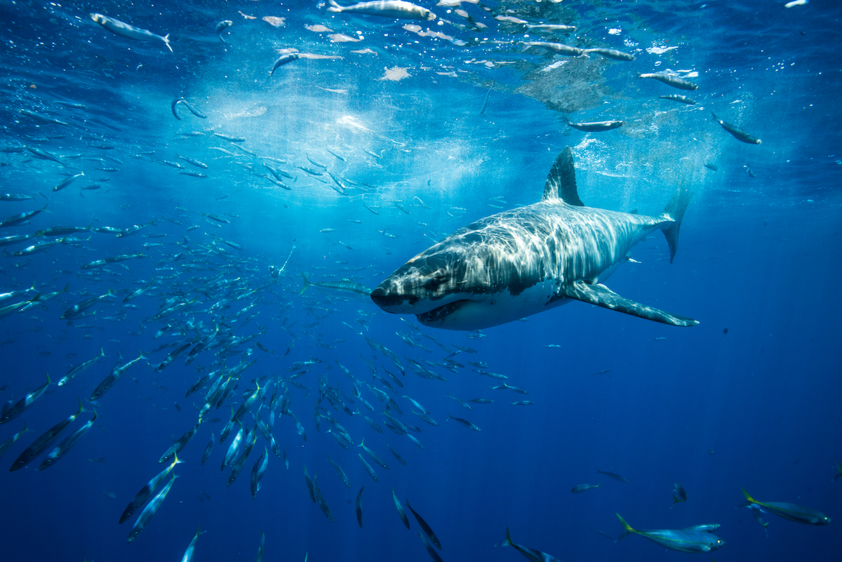 Sharks
