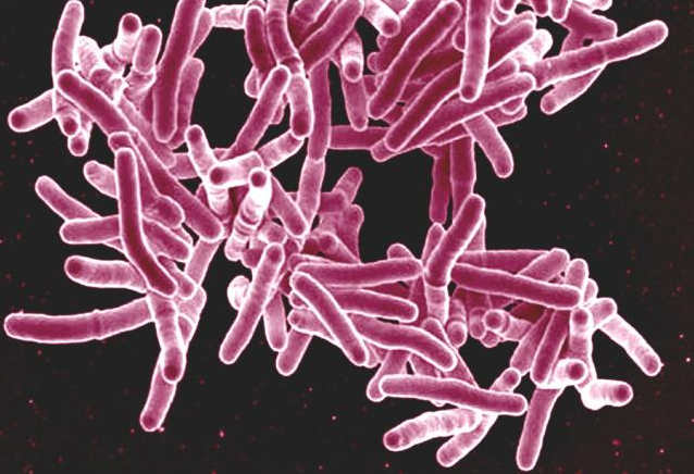 TB bacterium