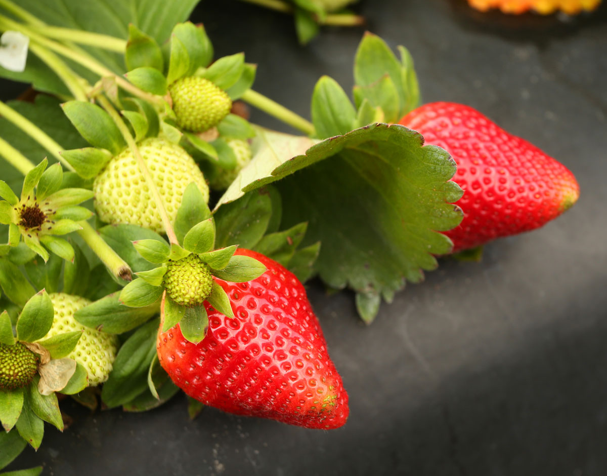 Strawberries