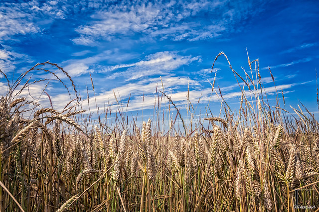 Wheat field
