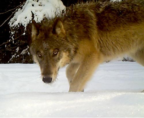 Wolf