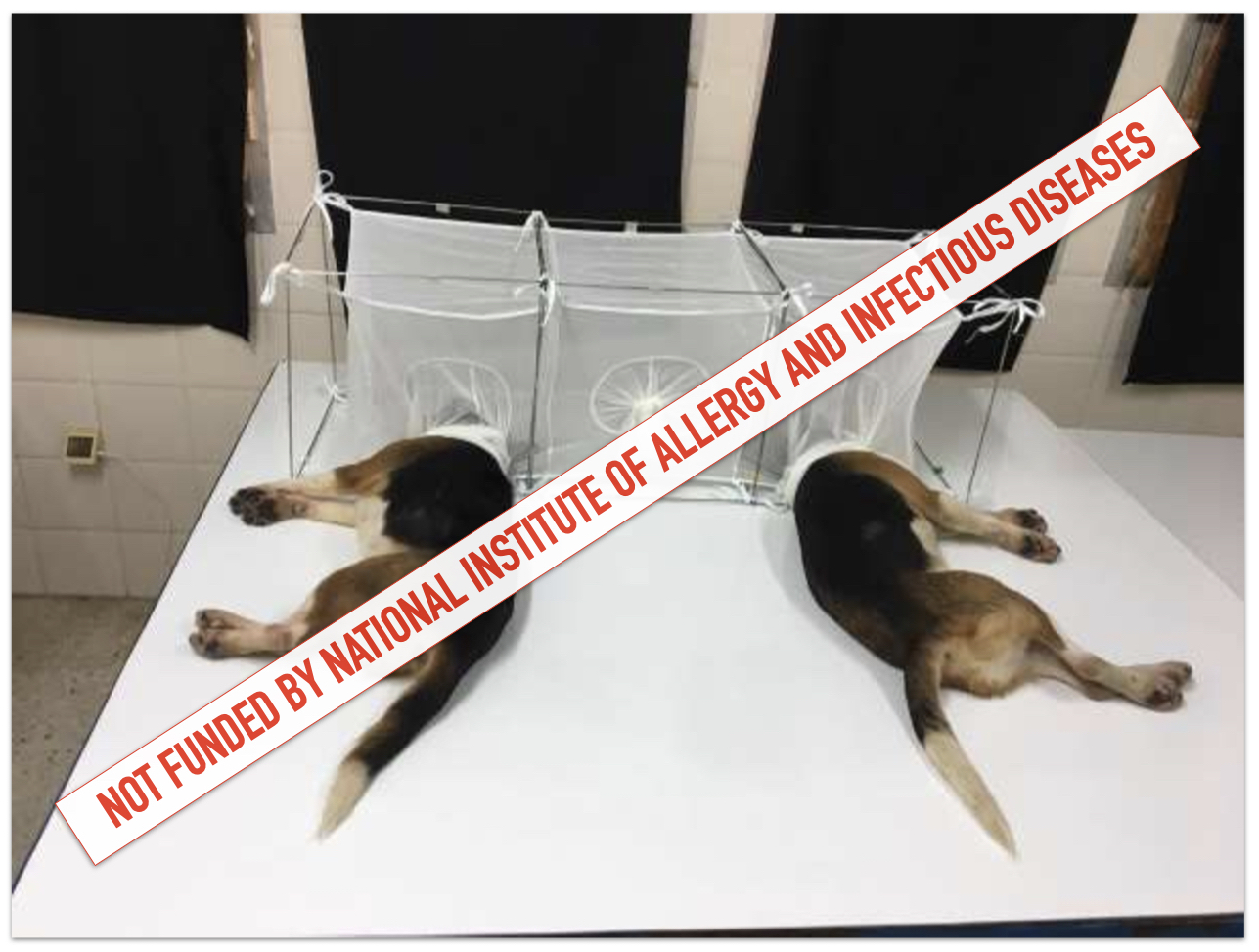 Beagles in Tunisia study photo with marking
