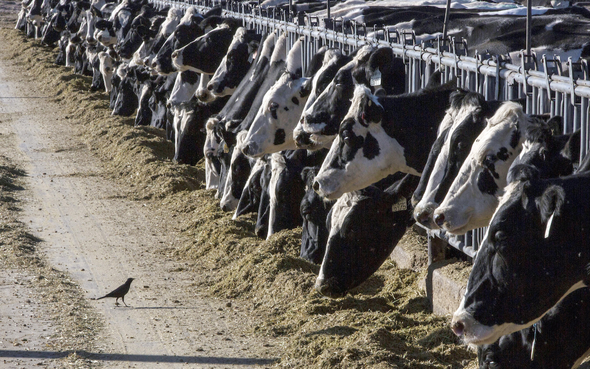Cows, bird flu outbreak 2024