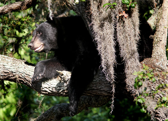Florida black bear