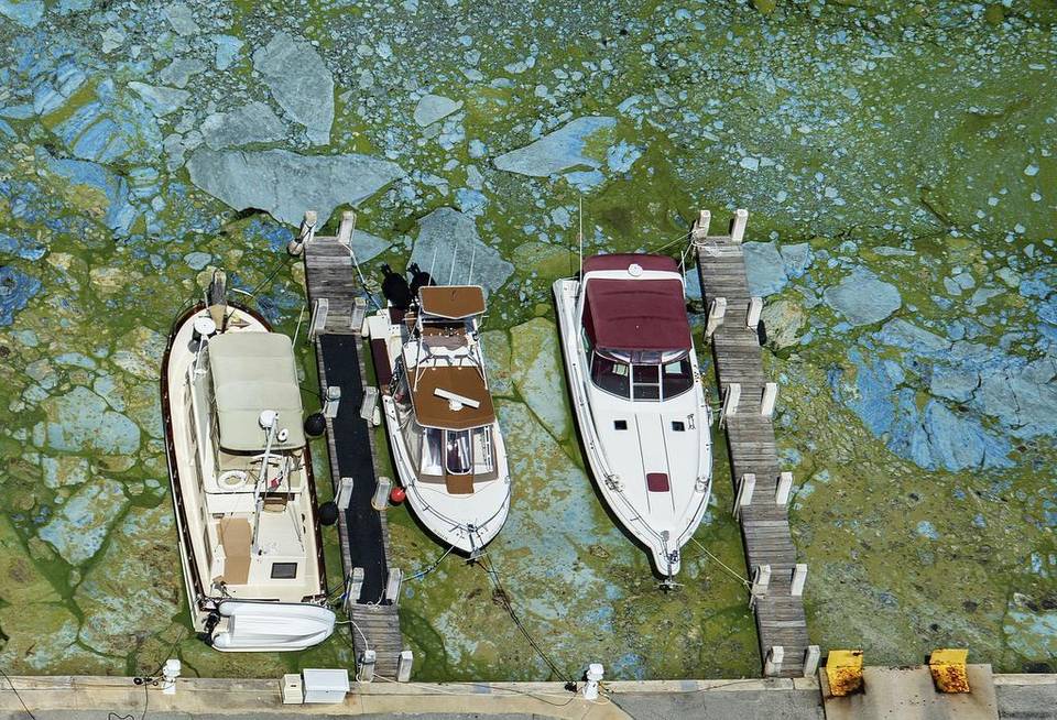 Algae one