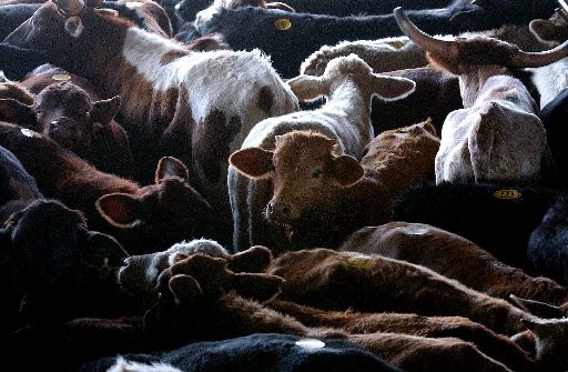 cattle