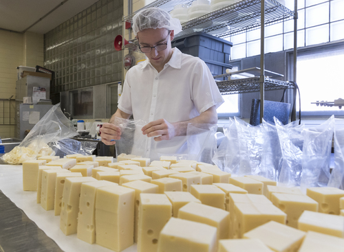 Cheese student