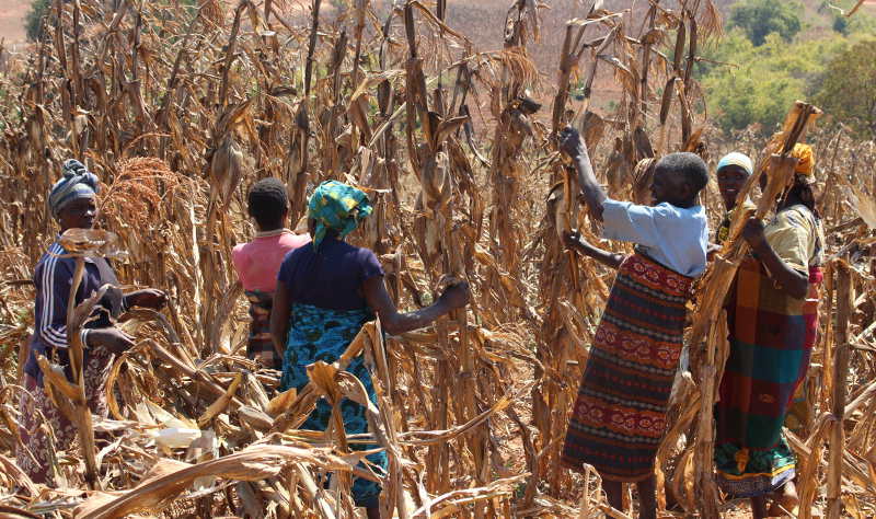 corn field