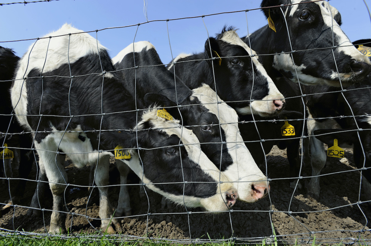 Cows in Connecticut
