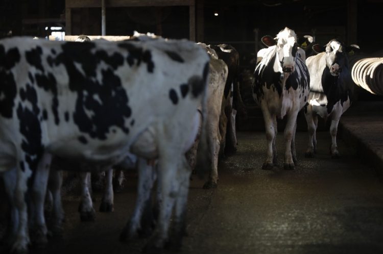 Cow Photo