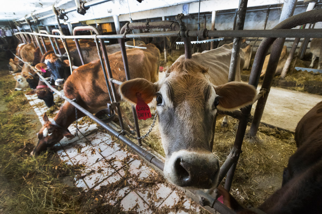 dairy picture post