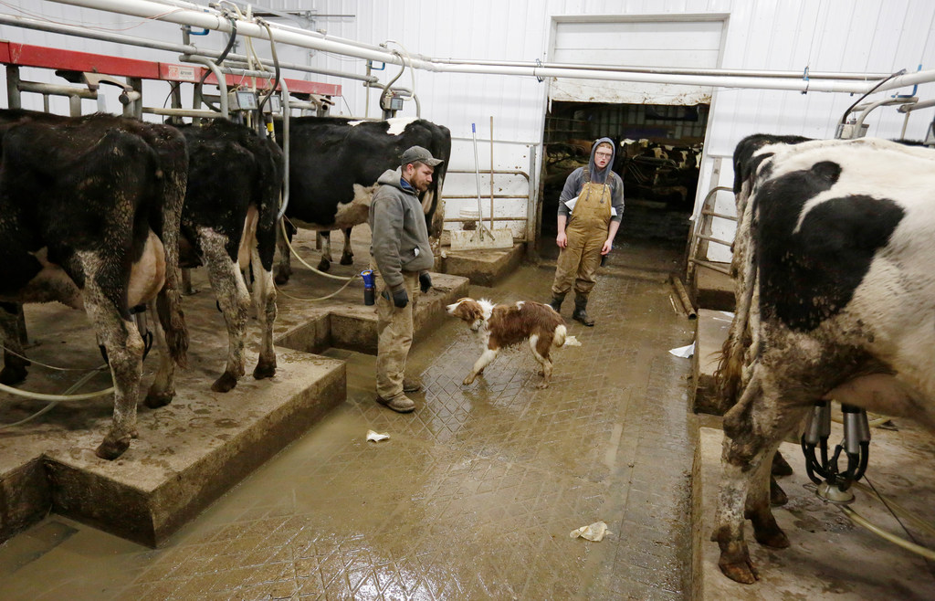 farm bankruptcies