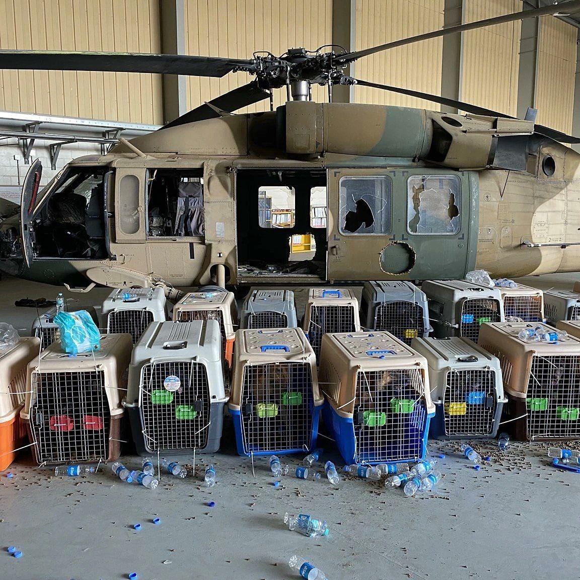 Afghanistan dogs