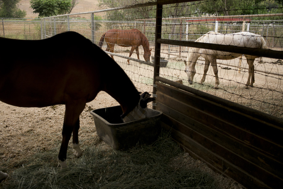 Horse
