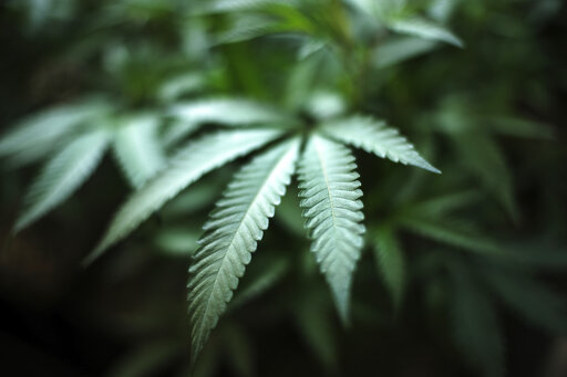 marijuana