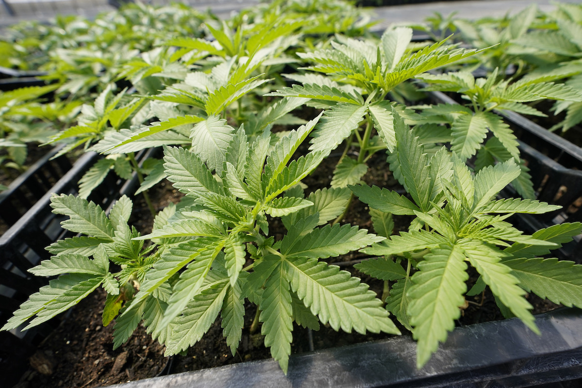 Marijuana plants