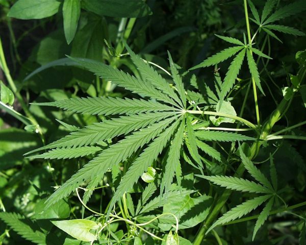 Marijuana from wikimedia commons