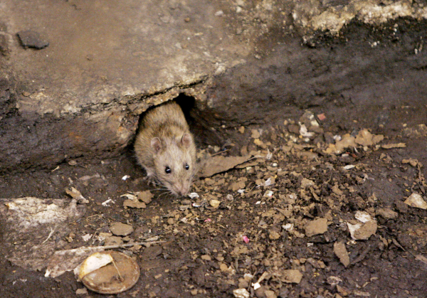 nyc rat