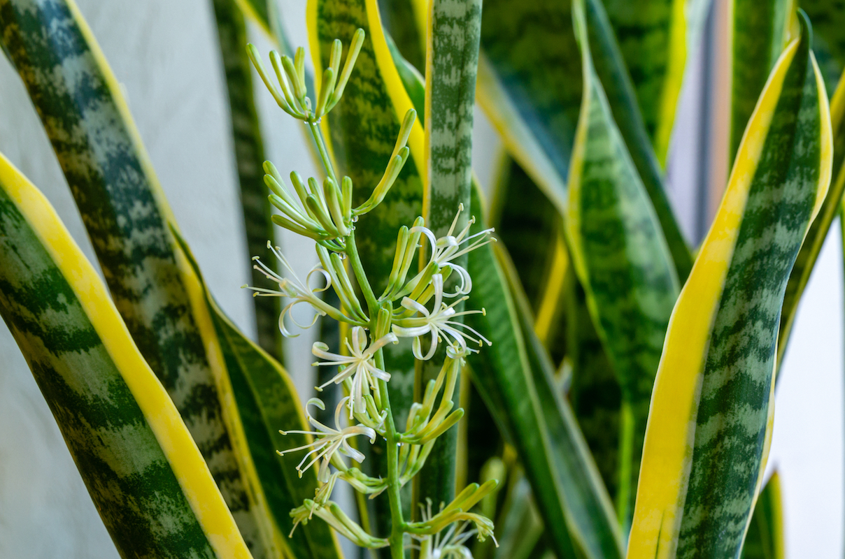 Image accompanying NASA study says snake plants can produce enough oxygen for humans to live in a sealed room.