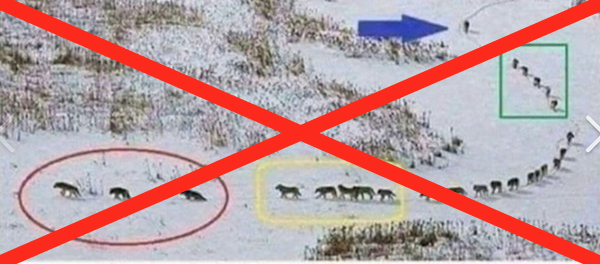 wolfpack photo 2