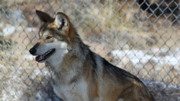 Wolf TX